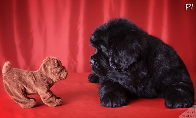 Фото: ньюфаундленд Vom Waterfall Land Ay Petri (Вом Ватерфалл Лэнд Ай Петри)