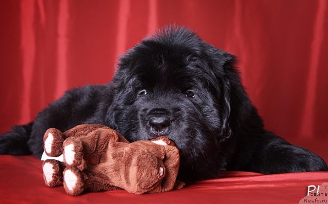 Фото: ньюфаундленд Vom Waterfall Land Ay Petri (Вом Ватерфалл Лэнд Ай Петри)