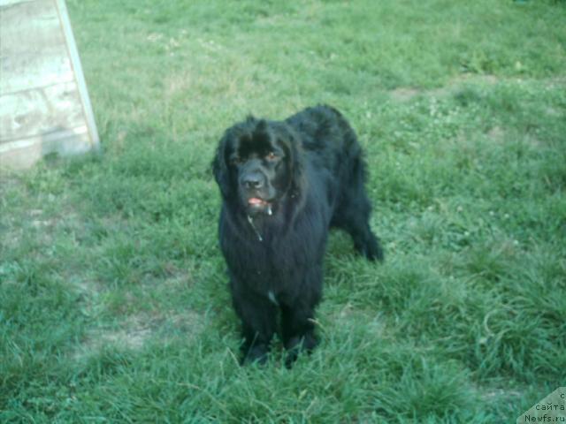 Фото: ньюфаундленд Malina Sladkaya ot Sibirskogo Medvedja (Малина Сладкая от Сибирского Медведя)