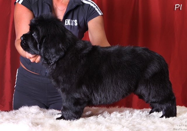 Фото: ньюфаундленд Vom Waterfall Land Ay Petri (Вом Ватерфалл Лэнд Ай Петри)