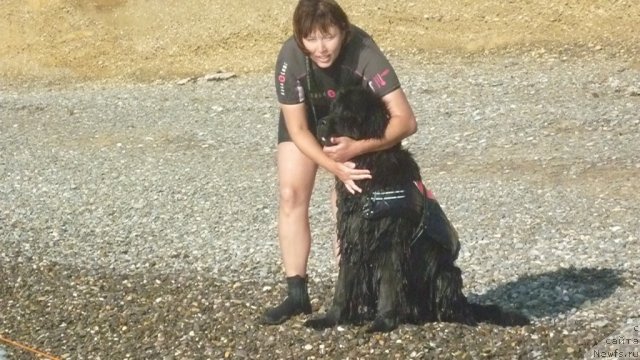 Фото: ньюфаундленд Ih Visochestvo Gloria Airis (Их Высочество Глория Айрис), Marina Goroshenko (Марина Горошенко)