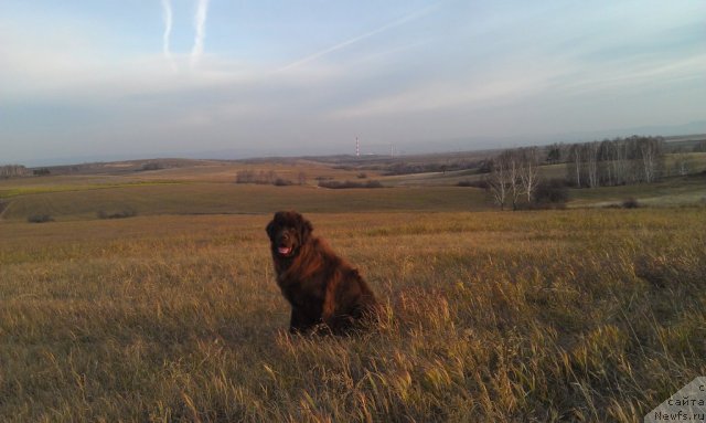 Фото: ньюфаундленд Bagryanaya Osen' iz Arkaima (Багряная Осень из Аркаима)