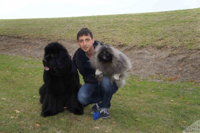 Фото: ньюфаундленд Skippers Only You for Smigar, Aleksandr Korotkov (Александр Коротков)