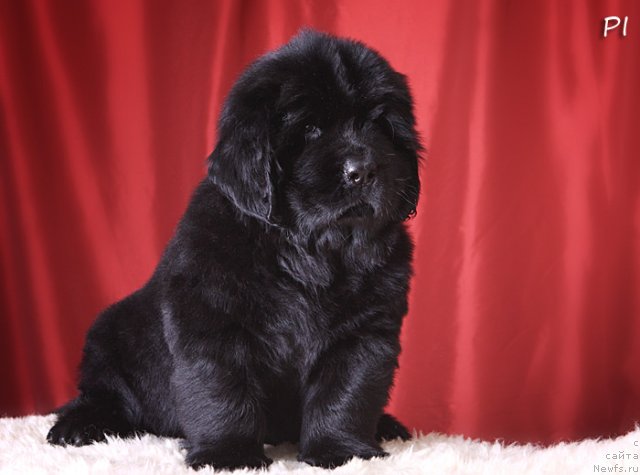 Фото: ньюфаундленд Vom Waterfall Land Aya (Вом Ватерфалл Лэнд Айя)