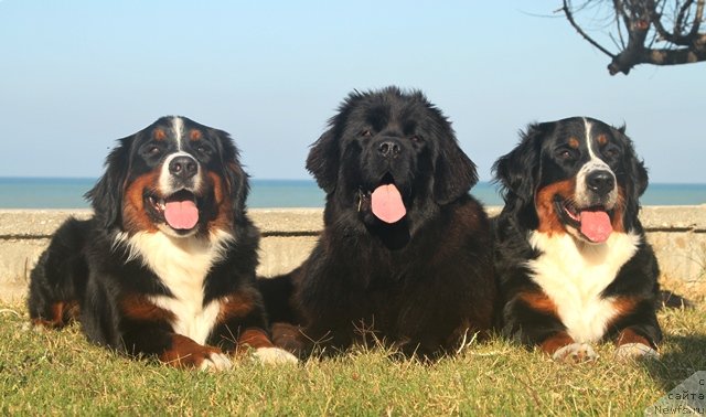 Фотография № 79338