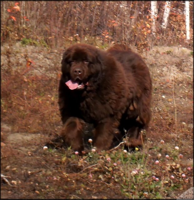 Фотография № 79341