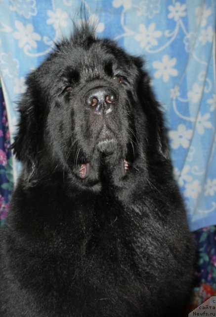 Фото: ньюфаундленд Super Premium Eliseyskaya Polyana (Супер Премиум Елисейская Поляна)