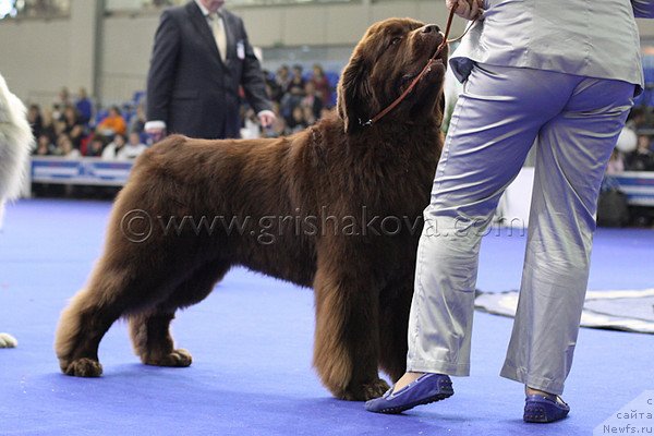 Фото: ньюфаундленд Aetna vom Riesrand (Aetna vom Riesrand)