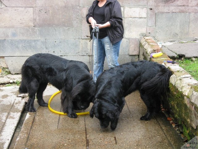 Фото: ньюфаундленд Bonni Flayt (Бонни Флайт), ньюфаундленд Restayling From SHipmyen (Рестайлинг Фром Шипмэн)