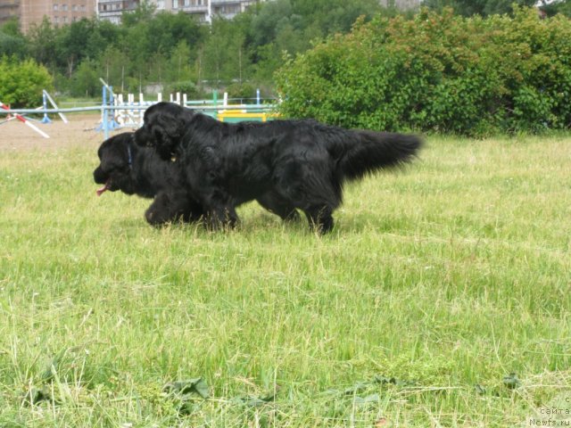 Фото: ньюфаундленд Bonni Flayt (Бонни Флайт), ньюфаундленд Restayling From SHipmyen (Рестайлинг Фром Шипмэн)