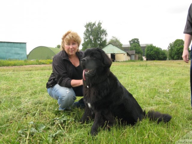 Фото: Elena SHigal' (Елена Шигаль), ньюфаундленд Restayling From SHipmyen (Рестайлинг Фром Шипмэн)