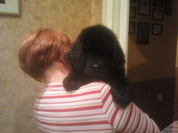 Фото: ньюфаундленд Piternyuf Nota Bene (Питерньюф Нота Бене)