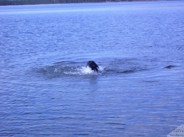 Фото: ньюфаундленд Abigal' Bomond (Абигаль Бомонд)