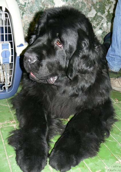 Фото: ньюфаундленд Berta (Берта)