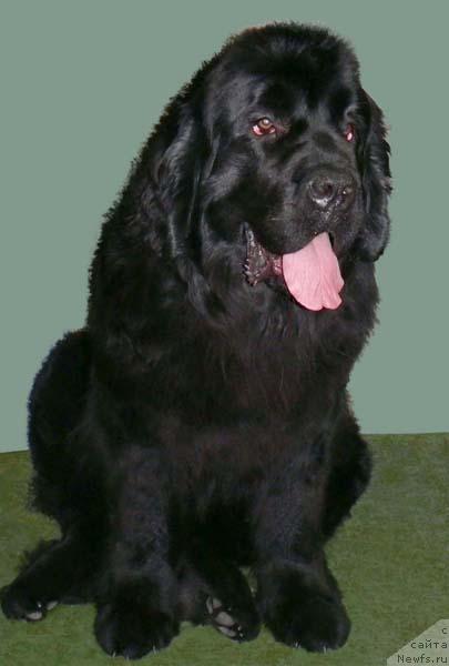 Фото: ньюфаундленд Berta (Берта)