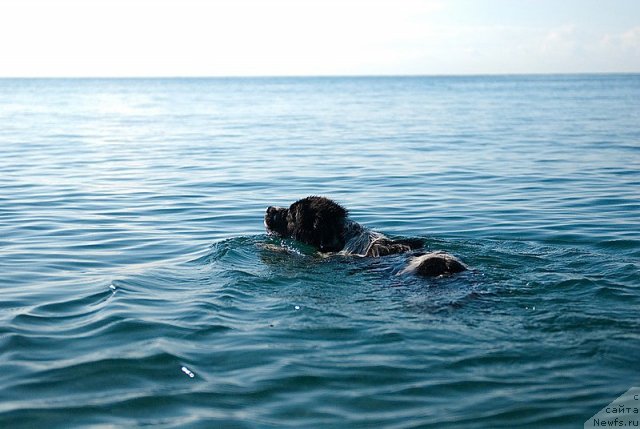 Фотография № 79381