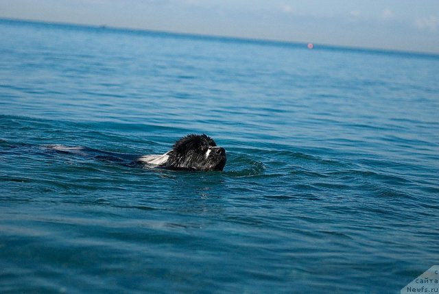 Фотография № 79383