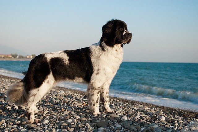 Фотография № 79385