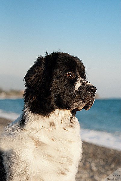 Фотография № 79386