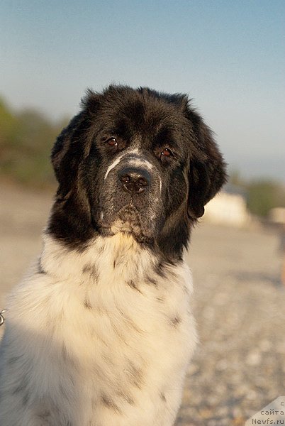 Фотография № 79387