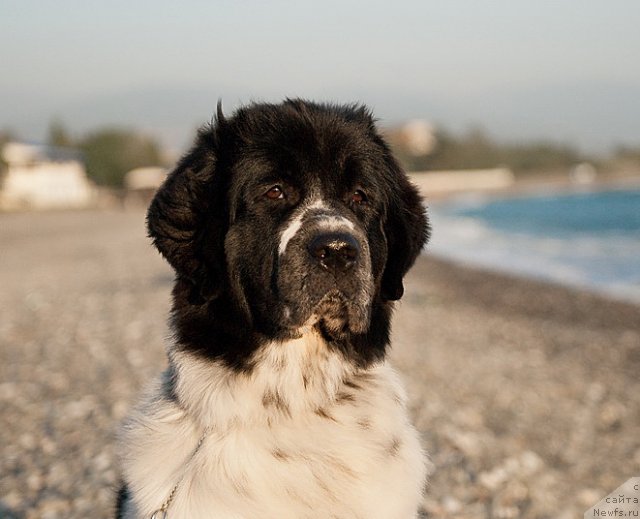 Фотография № 79388