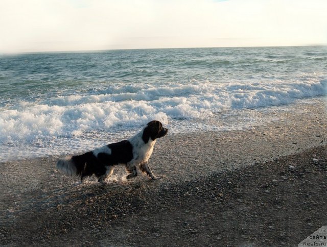 Фото: ньюфаундленд Sent Djons Faberge Collection (Сент Джонс Фаберже Коллекшен)