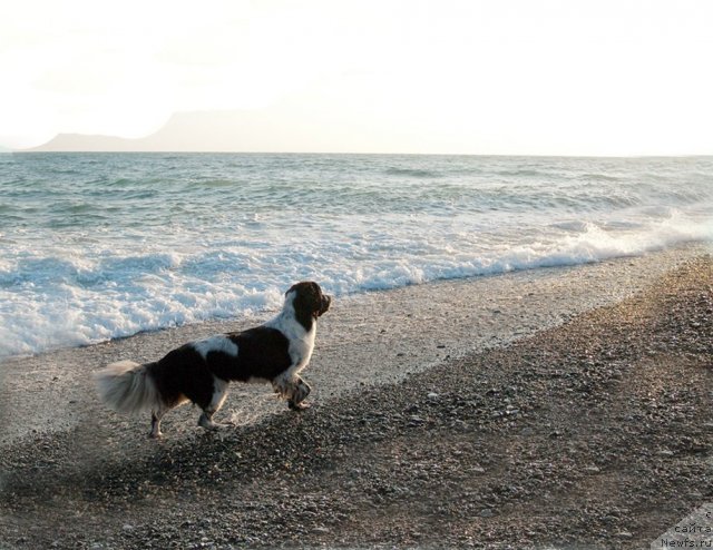 Фото: ньюфаундленд Sent Djons Faberge Collection (Сент Джонс Фаберже Коллекшен)
