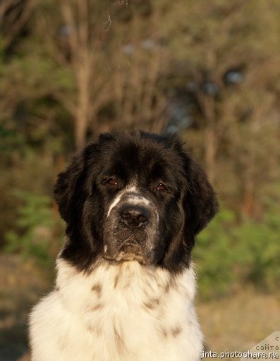 Фотография № 79394