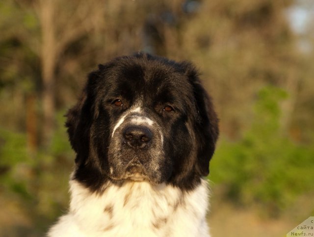 Фотография № 79395