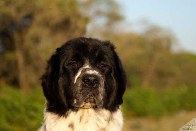 Фотография № 79396