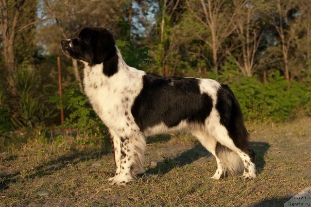 Фотография № 79397