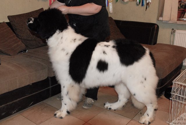 Фотография № 79398