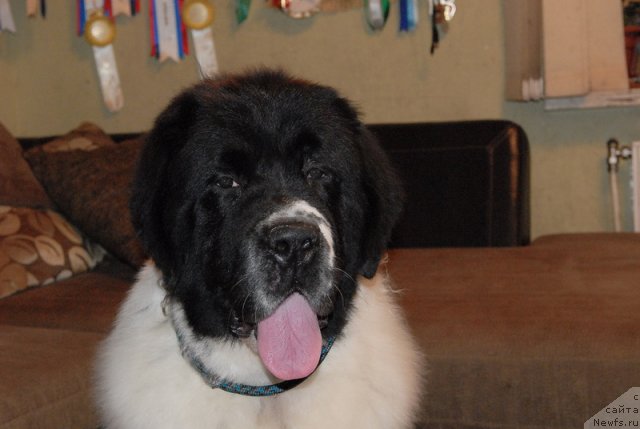 Фотография № 79400