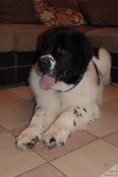 Фотография № 79402