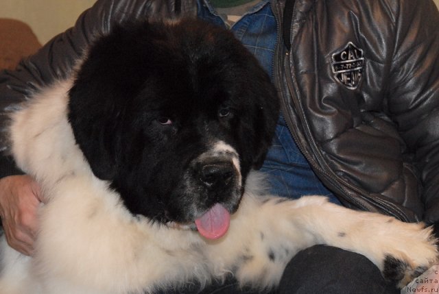 Фотография № 79407