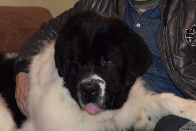 Фотография № 79408