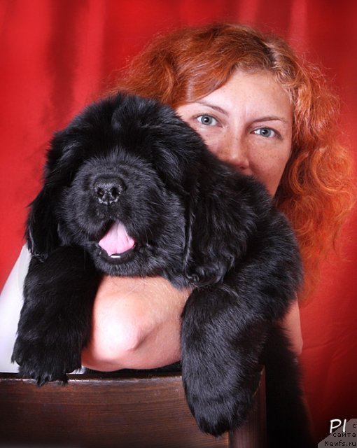 Фото: ньюфаундленд Vom Waterfall Land Aya (Вом Ватерфалл Лэнд Айя)