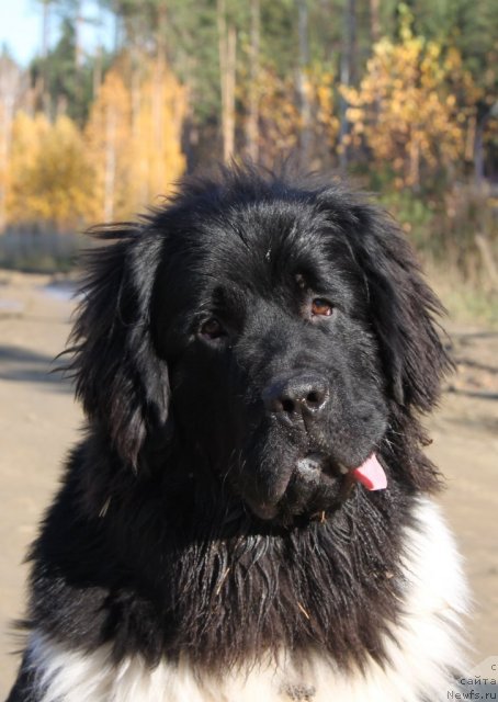 Фото: ньюфаундленд Super Premium Zippi Senseyshen (Супер Премиум Зиппи Сенсейшен)