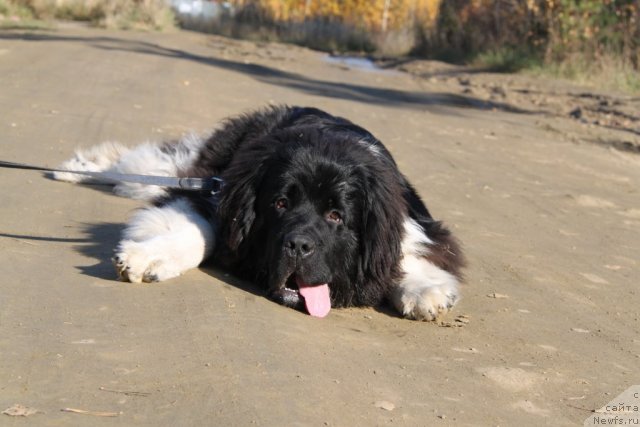 Фото: ньюфаундленд Super Premium Zippi Senseyshen (Супер Премиум Зиппи Сенсейшен)