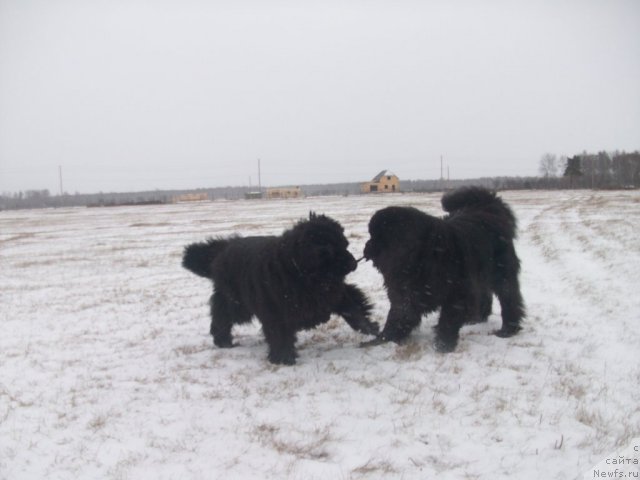 Фото: ньюфаундленд Yarada iz Sibirskoy Glubinki (Ярада из Сибирской Глубинки)