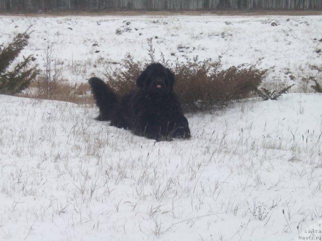 Фото: ньюфаундленд Yarada iz Sibirskoy Glubinki (Ярада из Сибирской Глубинки)