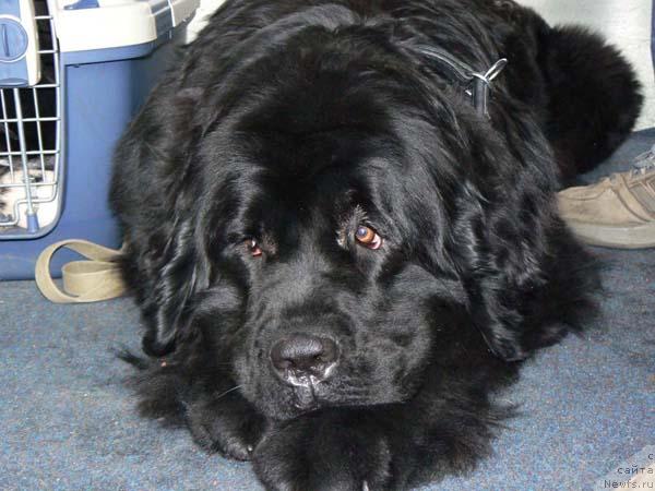 Фото: ньюфаундленд Berta (Берта)