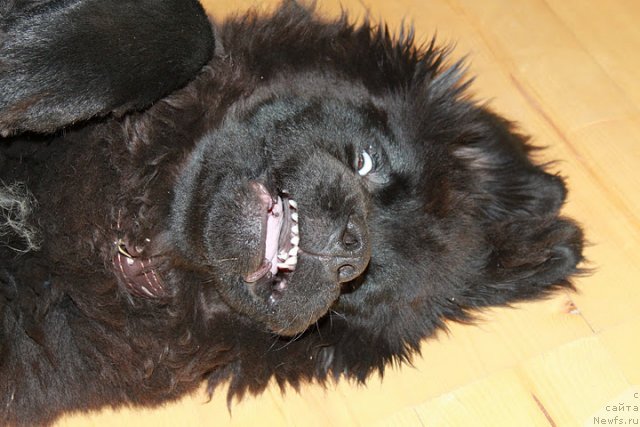 Фото: ньюфаундленд Sent Djons CHingizhan (Сент Джонс Чингизхан)