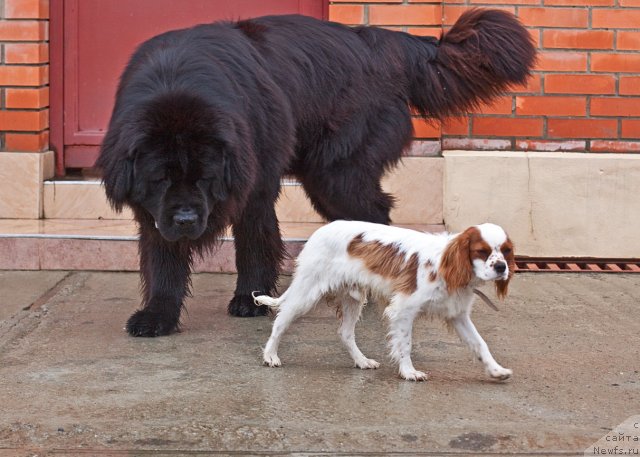 Фото: ньюфаундленд Potap Fidel' (Потап Фидель), Ричард