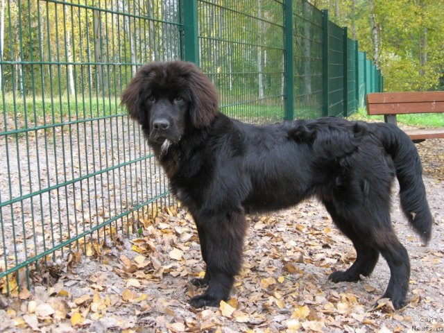 Фотография № 79444