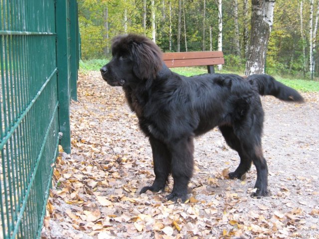 Фотография № 79445