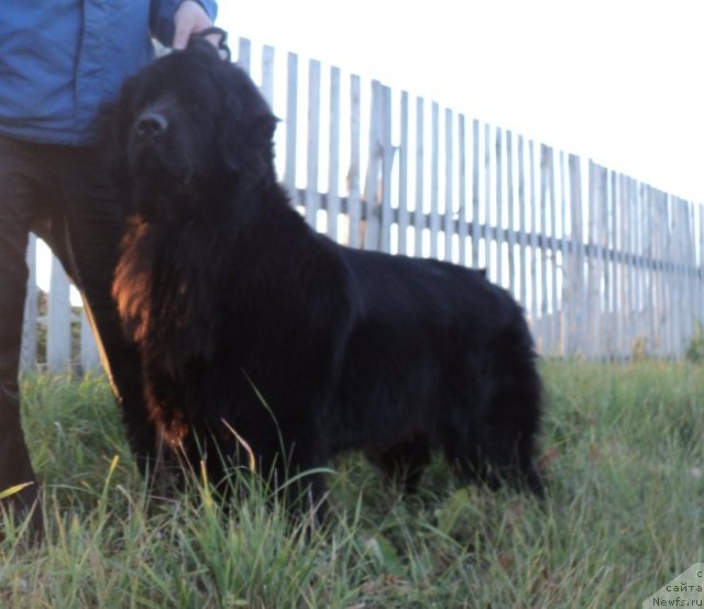 Фото: ньюфаундленд Koldovskaya Lyubov' (Колдовская Любовь)