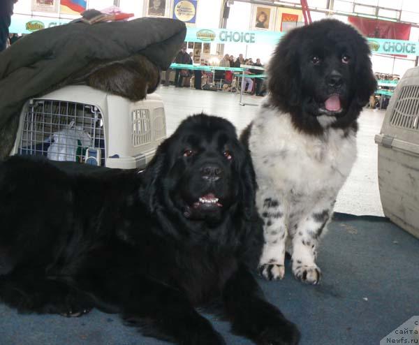 Фото: ньюфаундленд Berta (Берта), ньюфаундленд Voshodyashaya Zvezda (Восходящая Звезда)