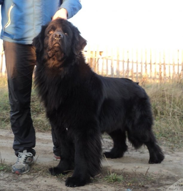 Фото: ньюфаундленд Koldovskaya Lyubov' (Колдовская Любовь)