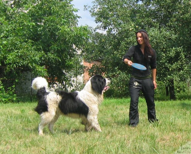 Фото: ньюфаундленд La Belle Michaela (Ла Бель Мишель)